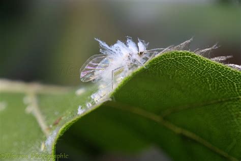 Beech Woolly Aphid photo WP13260