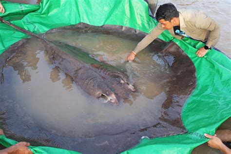 Huge Stingray Becomes World's Largest Freshwater Fish Ever Recorded