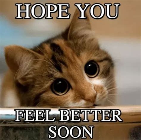 Pin on Get well | Cute cats, Puppies and kitties, Baby kittens