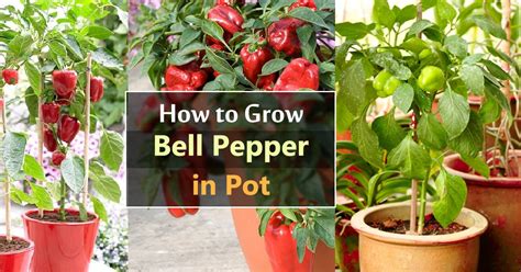 Growing Bell Peppers in Pots | How to Grow Bell Peppers in Containers ...