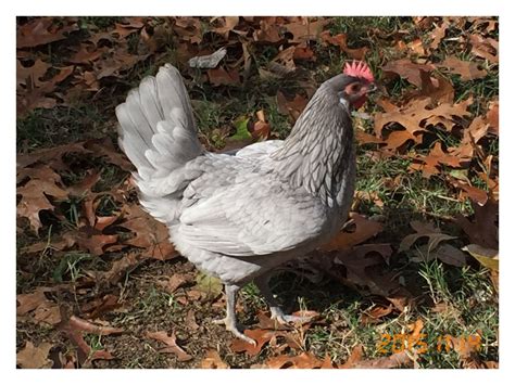 Blue Andalusian thread! | Page 116 | BackYard Chickens - Learn How to ...