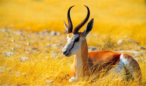 Springbok Animal