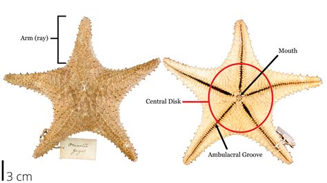 Sea Star Diagram