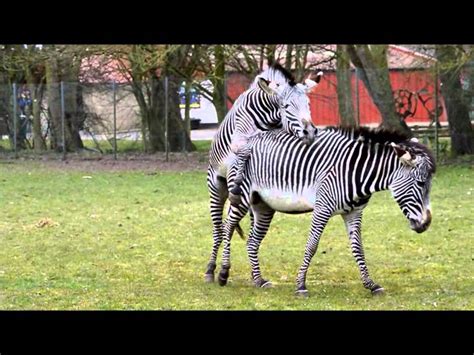 Top 155 + Zebra mating with other animals - Lifewithvernonhoward.com