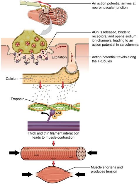 9.3 Muscle Fiber Contraction and Relaxation – Biomechanics of Human ...