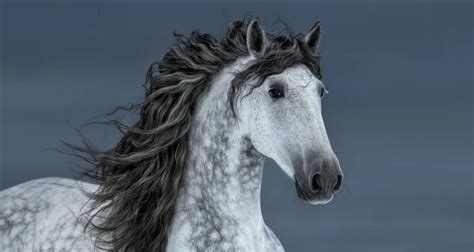 10 Andalusian Horse Facts You Probably Didn't Know