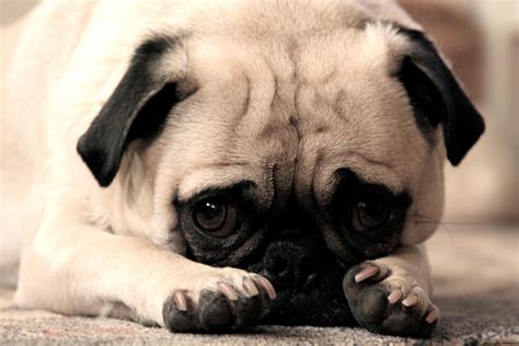 Puppy Dog Eyes by Drocan on DeviantArt