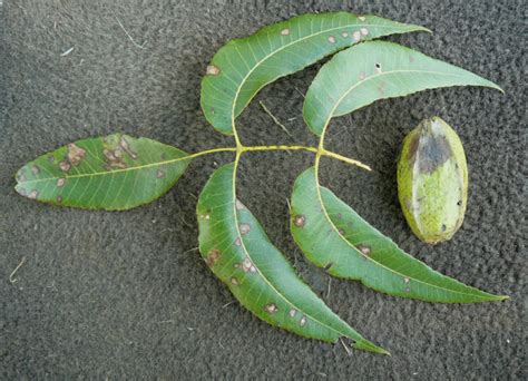 pecan tree leaves turning yellow - Nigel Antoine