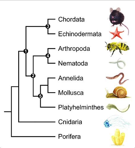 Animalia Classification