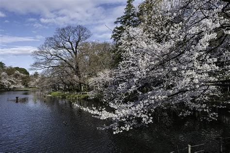 Inokashira Park Cherry Blossoms 2022