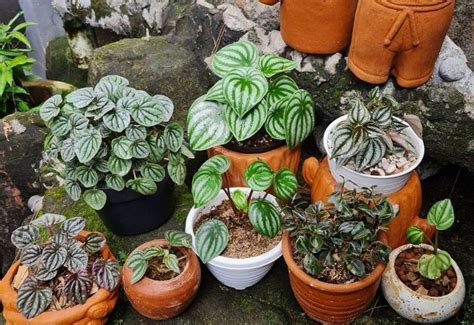 Types Of Peperomia: 15 Recommended Varieties To Grow Indoors