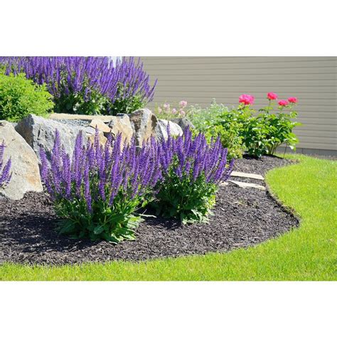 BELL NURSERY 1 Qt. Purple Salvia Live Flowering Perennial Plant (4-Pack ...