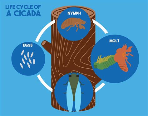 Cicada life cycle vector illustration 168510 Vector Art at Vecteezy