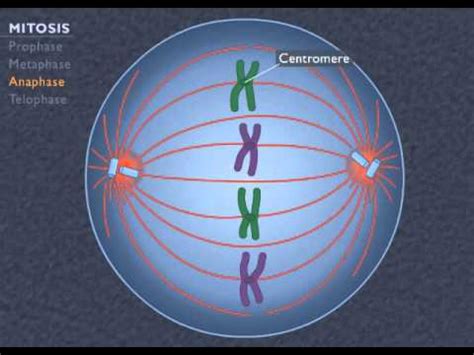 Mitosis Phases Animation