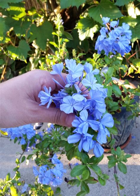 Plumbago auriculata (Leadwort) - Everblooming Houseplants