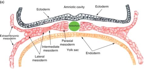 Paraaxial, intermediate, lateral plate mesoderm | DentMistry