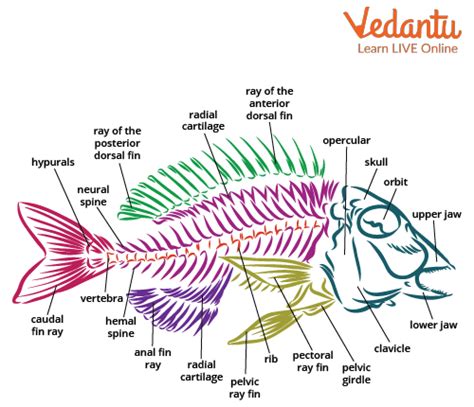 Fish Skeleton Labeled