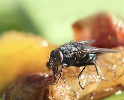 How Quickly Do Fruit Flies Reproduce? – Fruit Fly BarPro | The Number 1 ...