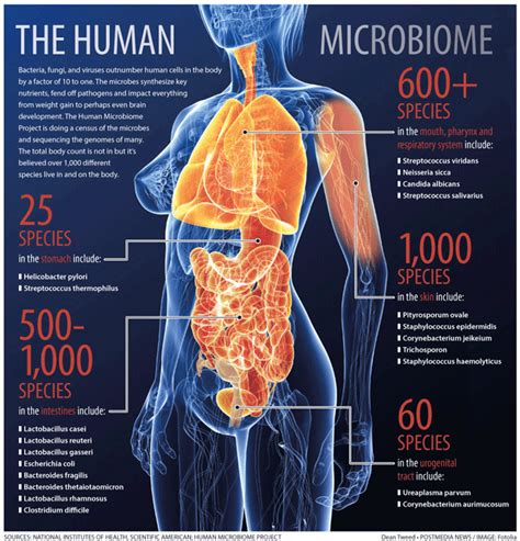 How the Gut Microbiome Influences the Brain - and Vice Versa ...