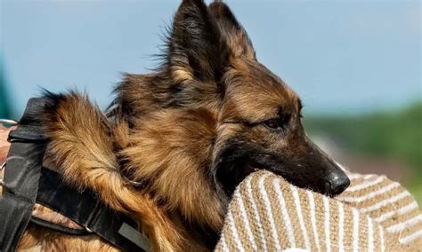 german shepherd bite force Archives | German Shepherd Country