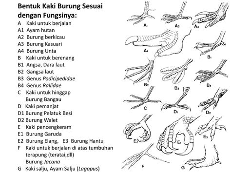 36+ Bentuk Kaki Burung Dan Fungsinya