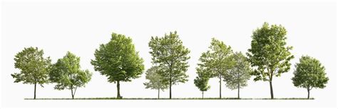 Download Free Cutouts Trees | Forest/Digital