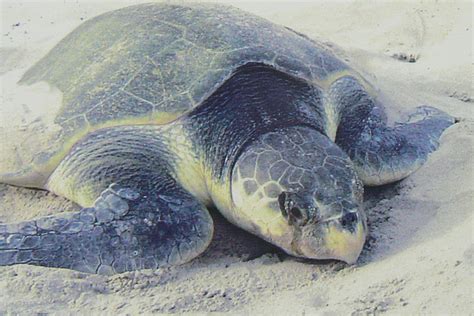 kemp's ridley sea turtle facts : Biological Science Picture Directory ...