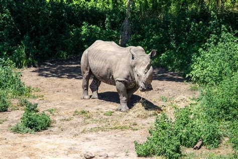 Fun Days at the Omaha Zoo Animals Stock Image - Image of baby, brown ...