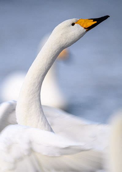 Whooper Swan – Eric Mitch Photography