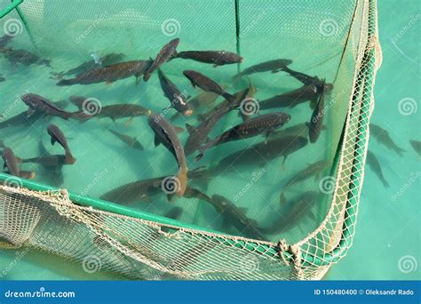 Cage for Fish Farming. Sea Fish Farm Stock Photo - Image of coast ...