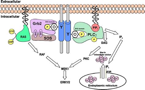 Receptor Tyrosine Kinase Structure