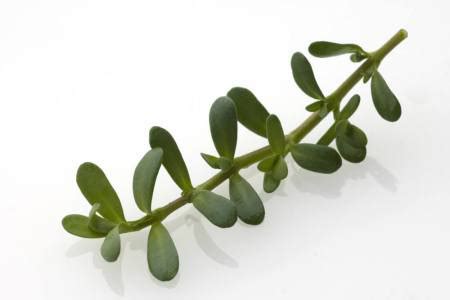 Bacopa facts and health benefits