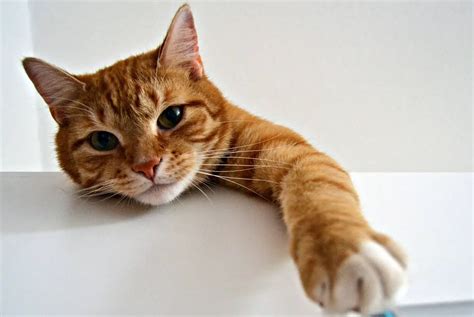 101+ Fabulous Female Orange Cat Names (You're Going To Love!)