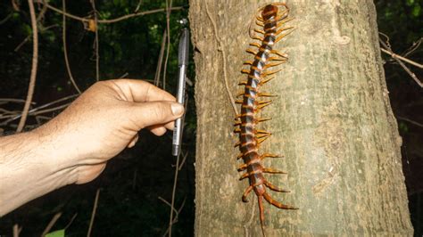 A Giant Centipede That Lurks In The Amazon Is A Bat-Hunting Specialist ...