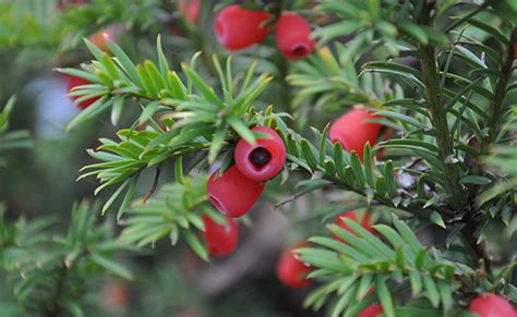 Yew Tree Care, Toxicity, and Mythology – The Tree Care Guide