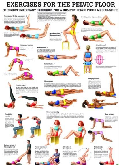 Exercises For The Pelvic Floor Anatomical Chart | Pelvic floor, Pelvic ...