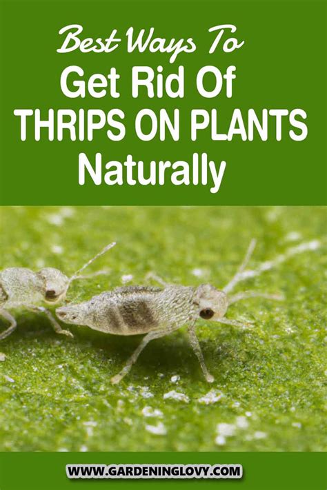 Best Ways To Get Rid Of Thrip On Plants Naturally in 2023 | Nature ...