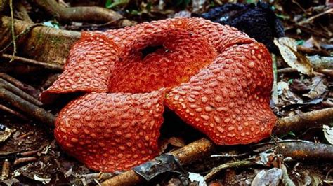 Bungai Rafflesia: 42 spesies terancam punah, ilmuwan desak tindakan ...