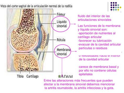 PPT - Líquido sinovial PowerPoint Presentation - ID:4985145