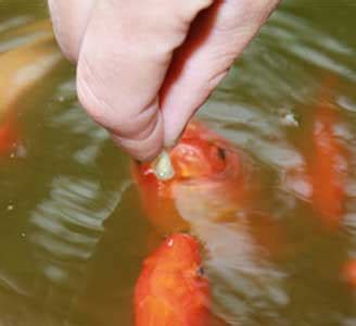 Best Fish Food For Goldfish 5 Top Choices - Keeping Fish