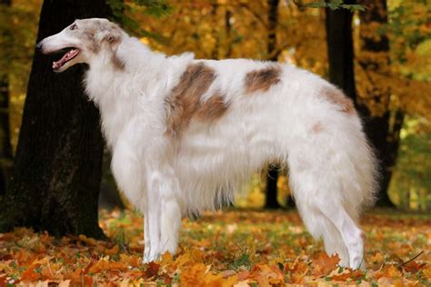 Borzoi vs Greyhound: Breed Comparison