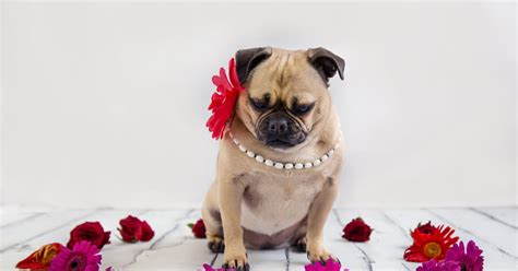 Glam Pug Is All Sorts of Fancy in Her Cute Strawberry Dress ...