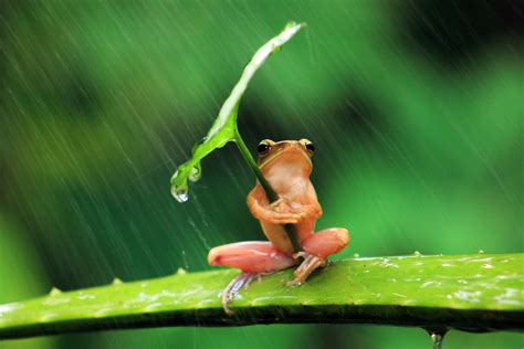 frog, Animals, Nature, Rain, Leaves, Shields, Humor, Amphibian ...