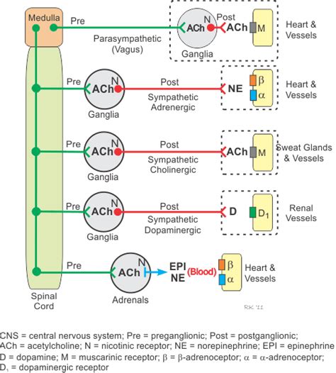 CV Pharmacology: Autonomic Ganglia | Nurse anesthesia, Nursing ...