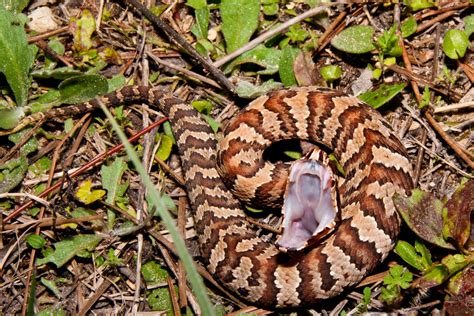 Cottonmouth and Water Moccasin – Same Snake? - Houseman Services