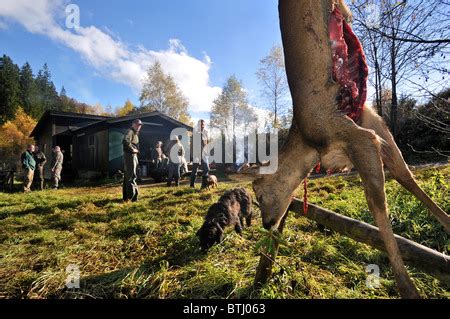 Gutting / Field dressing of roe deer (Capreolus capreolus) by hunter ...