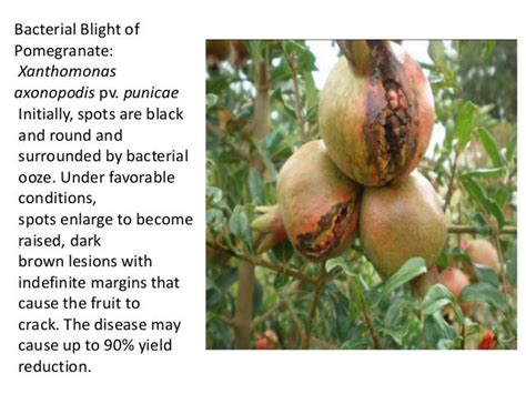 Bacterial diseases of plants