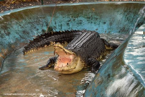 Crocodile Park Davao Tourist Spots