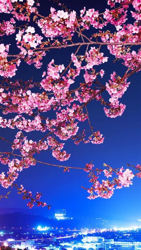 Cherry Blossom iPhone, full iphone HD phone wallpaper | Pxfuel