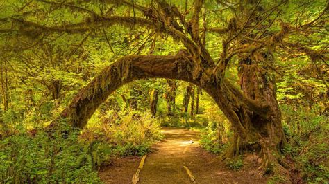 The Hoh Rainforest in Olympic National Park, Washington state Olympia ...